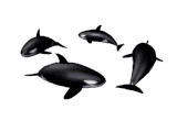 Gifs animados Animales - Imagenes animadas de Animales