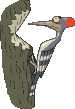 Gifs animados Animales - Imagenes animadas de Animales