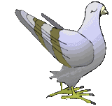 Gifs animados Animales - Imagenes animadas de Animales