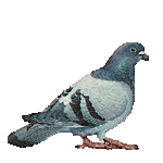 Gifs animados Animales - Imagenes animadas de Animales