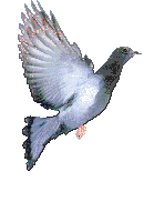 Gifs animados Animales - Imagenes animadas de Animales
