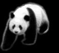 Gifs animados Animales - Imagenes animadas de Animales