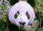 Gifs animados Animales - Imagenes animadas de Animales