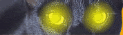 Gifs animados Animales - Imagenes animadas de Animales