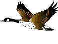 Gifs animados Animales - Imagenes animadas de Animales