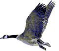 Gifs animados Animales - Imagenes animadas de Animales