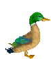 Gifs animados Animales - Imagenes animadas de Animales