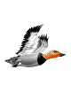 Gifs animados Animales - Imagenes animadas de Animales