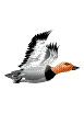 Gifs animados Animales - Imagenes animadas de Animales