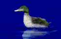 Gifs animados Animales - Imagenes animadas de Animales