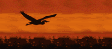 Gifs animados Animales - Imagenes animadas de Animales