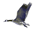 Gifs animados Animales - Imagenes animadas de Animales