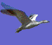 Gifs animados Animales - Imagenes animadas de Animales