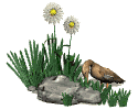 Gifs animados Animales - Imagenes animadas de Animales