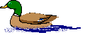 Gifs animados Animales - Imagenes animadas de Animales