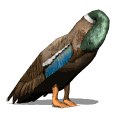 Gifs animados Animales - Imagenes animadas de Animales