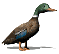 Gifs animados Animales - Imagenes animadas de Animales