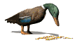 Gifs animados Animales - Imagenes animadas de Animales