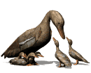 Gifs animados Animales - Imagenes animadas de Animales