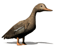 Gifs animados Animales - Imagenes animadas de Animales