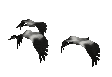 Gifs animados Animales - Imagenes animadas de Animales