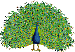 Gifs animados Animales - Imagenes animadas de Animales