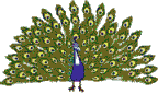Gifs animados Animales - Imagenes animadas de Animales