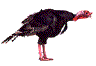 Gifs animados Animales - Imagenes animadas de Animales