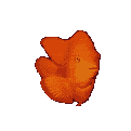 Gifs animados Animales - Imagenes animadas de Animales