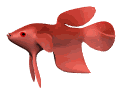 Gifs animados Animales - Imagenes animadas de Animales
