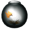 Gifs animados Animales - Imagenes animadas de Animales