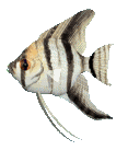 Gifs animados Animales - Imagenes animadas de Animales