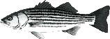 Gifs animados Animales - Imagenes animadas de Animales