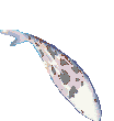 Gifs animados Animales - Imagenes animadas de Animales