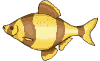 Gifs animados Animales - Imagenes animadas de Animales