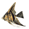 Gifs animados Animales - Imagenes animadas de Animales
