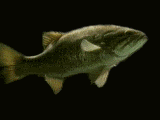 Gifs animados Animales - Imagenes animadas de Animales