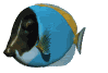 Gifs animados Animales - Imagenes animadas de Animales