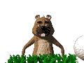Gifs animados Animales - Imagenes animadas de Animales