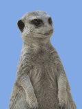 Gifs animados Animales - Imagenes animadas de Animales