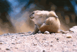 Gifs animados Animales - Imagenes animadas de Animales