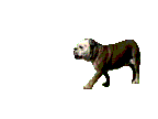 Gifs animados Animales - Imagenes animadas de Animales