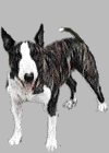 Gifs animados Animales - Imagenes animadas de Animales