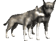 Gifs animados Animales - Imagenes animadas de Animales