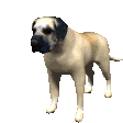 Gifs animados Animales - Imagenes animadas de Animales