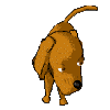 Gifs animados Animales - Imagenes animadas de Animales