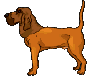 Gifs animados Animales - Imagenes animadas de Animales