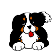 Gifs animados Animales - Imagenes animadas de Animales