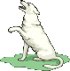 Gifs animados Animales - Imagenes animadas de Animales