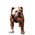 Gifs animados Animales - Imagenes animadas de Animales
